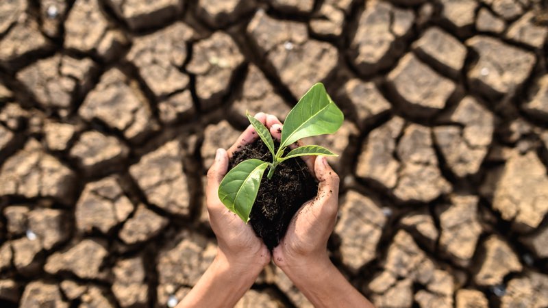 boy are stand holding seedlings are in dry land in a warming world.